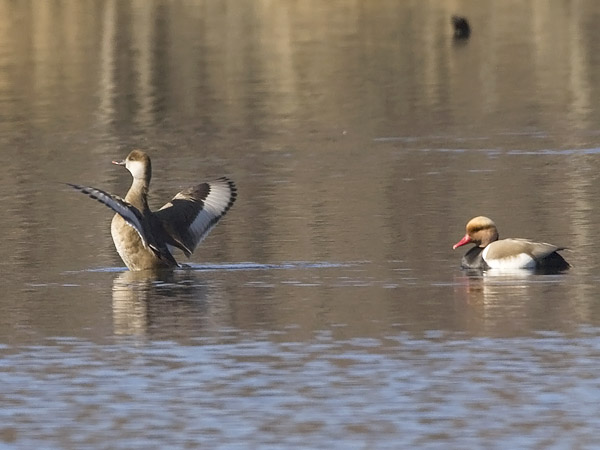 Punapäänarsku, Red-crested Pochard, Netta rufina